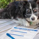 Pet Insurance
