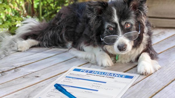 Pet Insurance
