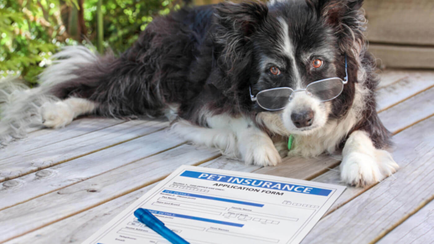 Pet Insurance